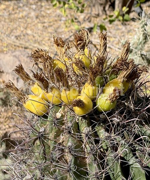 Red blooms; Yellow blooms; Evergreen; North American Native