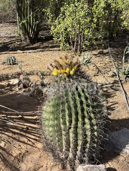 Red blooms; Yellow blooms; Evergreen; North American Native