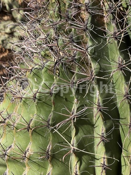 Red blooms; Yellow blooms; Evergreen; North American Native