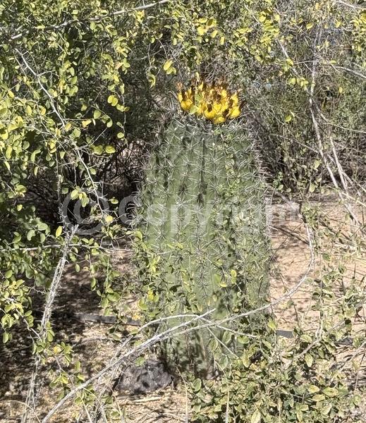 Red blooms; Yellow blooms; Evergreen; North American Native