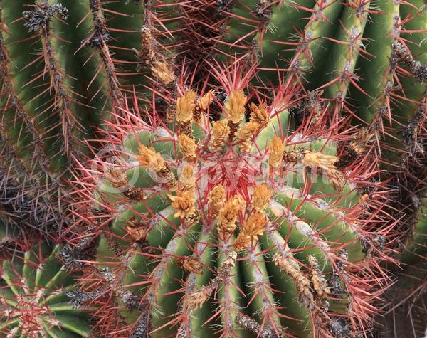 Red blooms; Orange blooms; Evergreen; North American Native