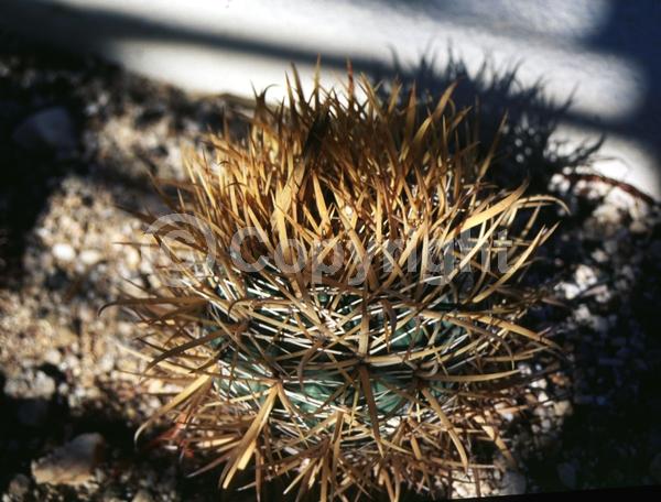 Red blooms; Yellow blooms; Evergreen; North American Native