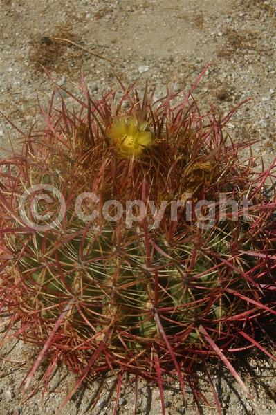 Red blooms; Yellow blooms; Green blooms; Evergreen; North American Native
