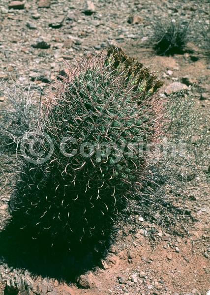 Red blooms; Yellow blooms; Green blooms; Evergreen; North American Native