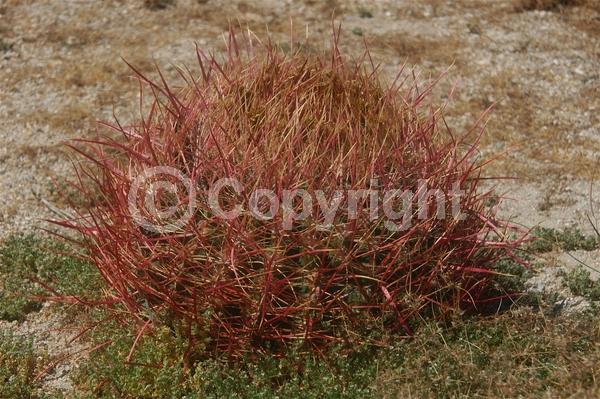 Red blooms; Yellow blooms; Green blooms; Evergreen; North American Native