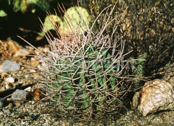 Red blooms; Yellow blooms; Evergreen; North American Native