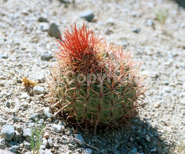 Brown blooms; Evergreen; North American Native