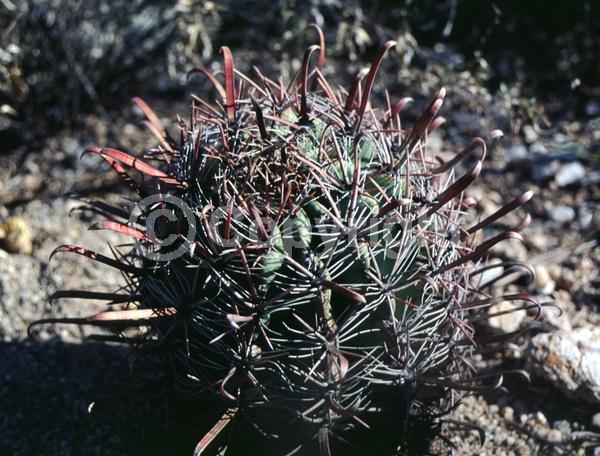 Brown blooms; Evergreen; North American Native