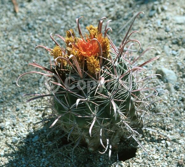 Orange blooms; Yellow blooms; Evergreen; North American Native