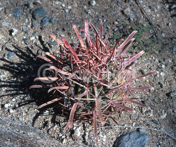 Orange blooms; Yellow blooms; Evergreen; North American Native