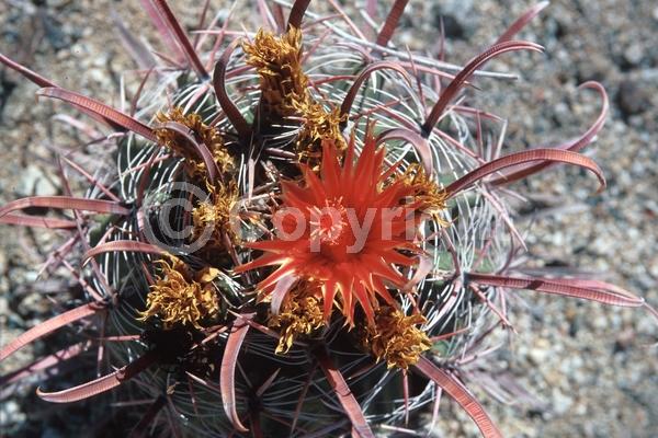 Orange blooms; Yellow blooms; Evergreen; North American Native