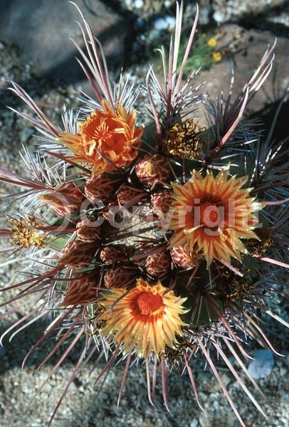 Orange blooms; Yellow blooms; Evergreen; North American Native