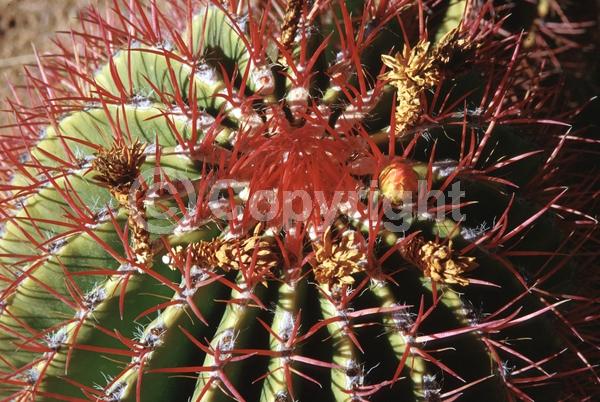 Red blooms; Orange blooms; Evergreen; North American Native