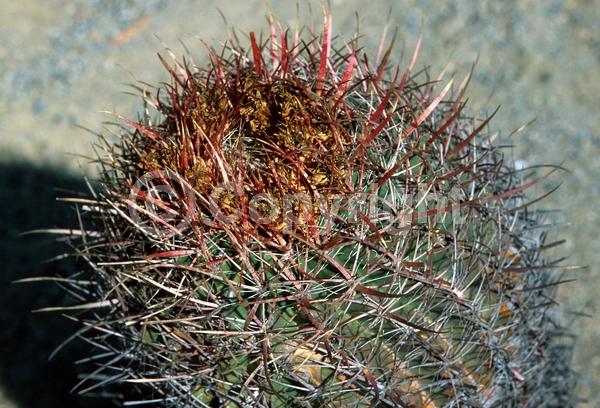 Red blooms; Orange blooms; Evergreen; North American Native