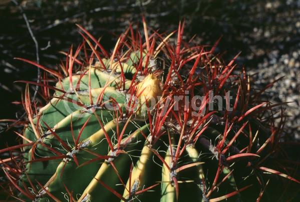 Red blooms; Orange blooms; Evergreen; North American Native