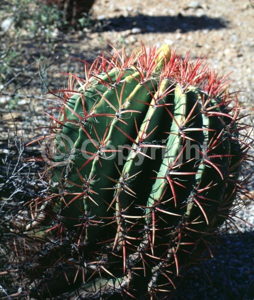 Red blooms; Orange blooms; Evergreen; North American Native