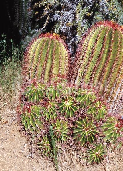 Red blooms; Orange blooms; Evergreen; North American Native