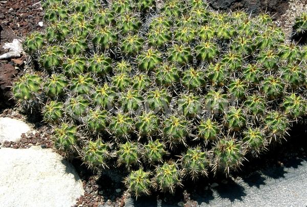 Yellow blooms; Evergreen; North American Native