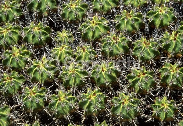 Yellow blooms; Evergreen; North American Native
