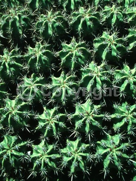 Yellow blooms; Evergreen; North American Native