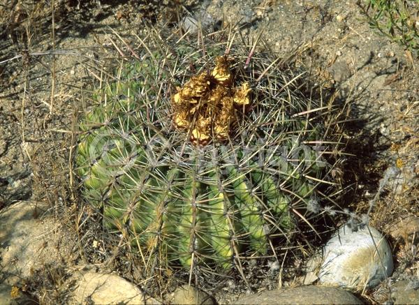 Red blooms; Yellow blooms; Evergreen; North American Native