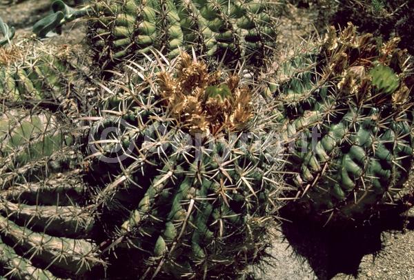 Red blooms; Yellow blooms; Evergreen; North American Native