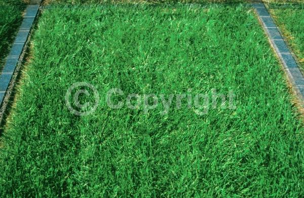 White blooms; Deciduous