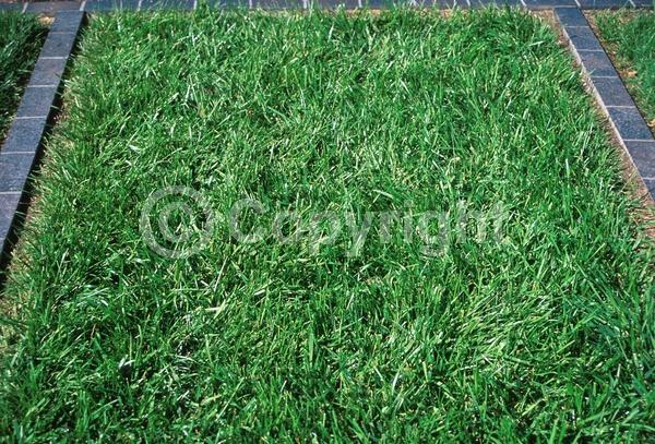 White blooms; Deciduous