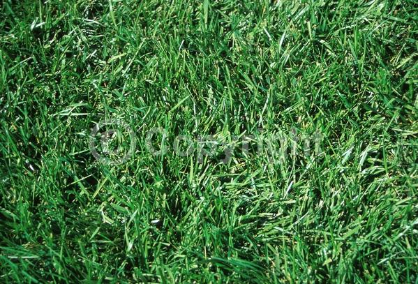 White blooms; Deciduous