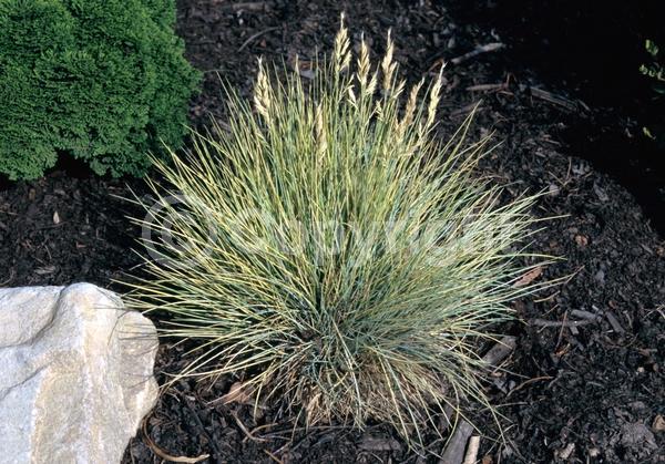 Evergreen; Needles or needle-like leaf