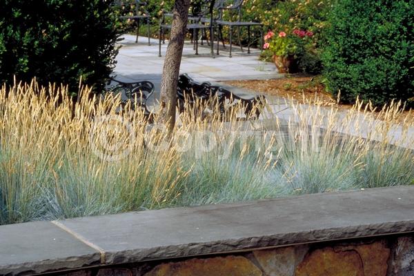 Evergreen; Needles or needle-like leaf