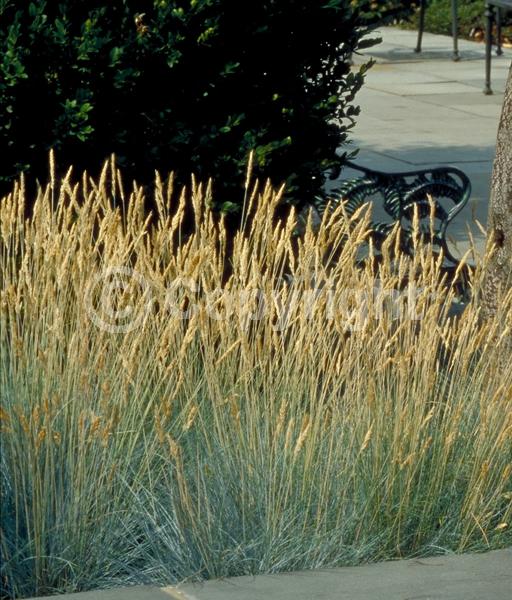 Evergreen; Needles or needle-like leaf