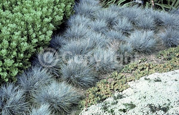 Evergreen; Needles or needle-like leaf