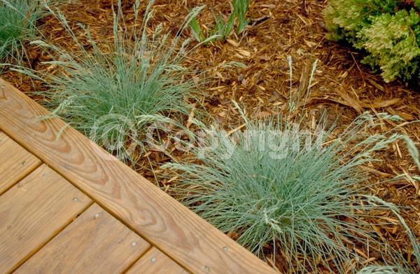 Evergreen; Needles or needle-like leaf