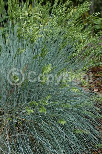 Green blooms; Evergreen; North American Native