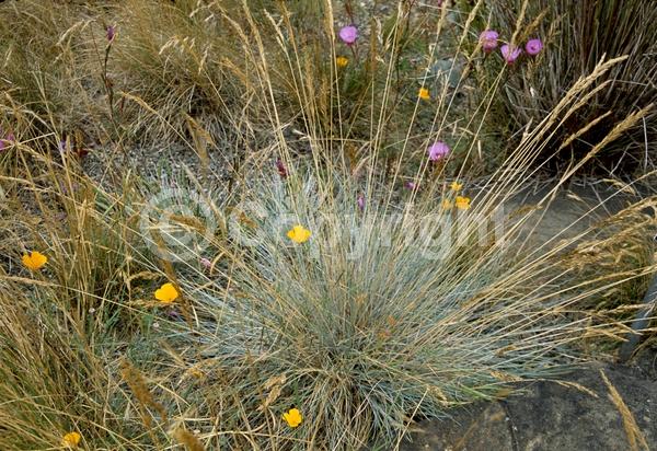 Green blooms; Evergreen; North American Native