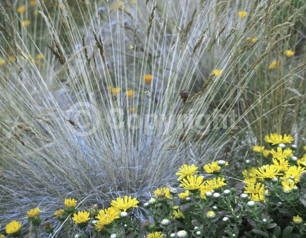 Green blooms; Evergreen; North American Native