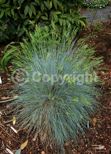 Green blooms; Evergreen; North American Native