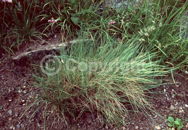 Green blooms; Evergreen; Broadleaf; North American Native