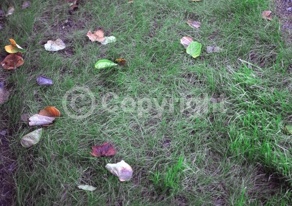 White blooms; Deciduous