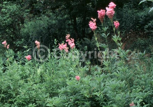 Pink blooms; North American Native