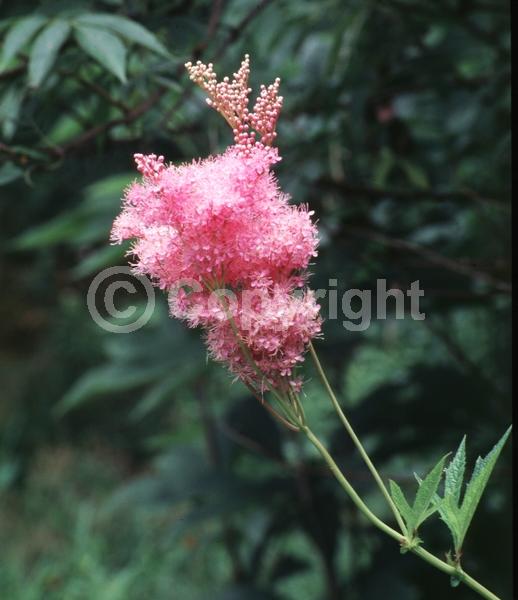 Pink blooms; North American Native