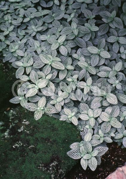 White blooms; Evergreen