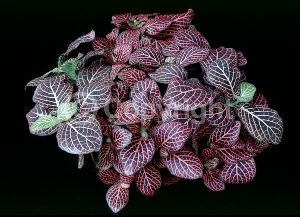 White blooms; Evergreen