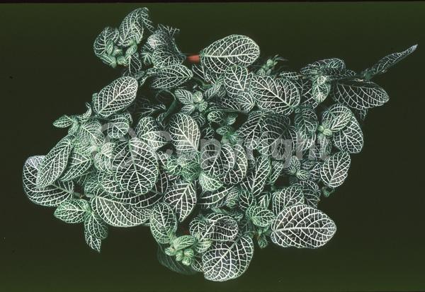 White blooms; Evergreen