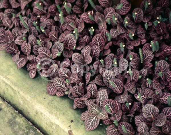 White blooms; Evergreen
