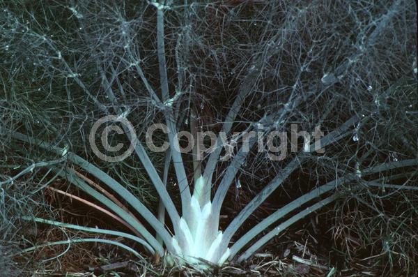 Yellow blooms; Green blooms