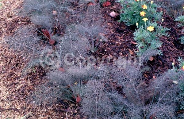 Yellow blooms; Green blooms