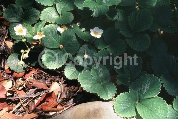White blooms; North American Native