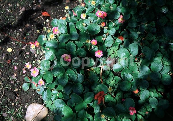 Red blooms; Deciduous; Broadleaf